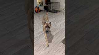 Big training improvement on my Cane corso’s #viral #canecorso #foryoupage #algorithm 