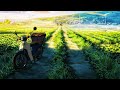 Aesthetically beautiful day in life of village kid aesthetic anime clipspeacefulsoothing  amv 