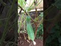 #shorts#vegetable garden#