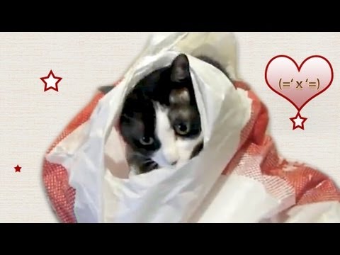 funny cats sleeping in weird positions compilation 2014 funnyplox 袋とはちわれ猫〜!☆ Cat and plastic bags.