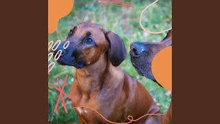 Peaceful Backdrops for Resting Pets