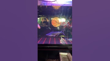 tuyển thêm 2 con cá mập nước ngọt vào hồ cá của ngoại #fish #animals #pets #shorts #baopet