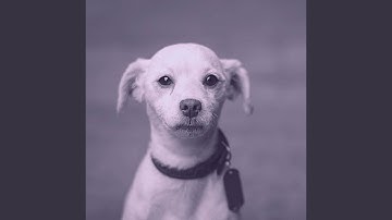 Pulsating Ambience for Calming Pups