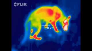 FLIR One Video screenshot 5