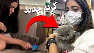 واکنش مایکی به گربه جدید 😬 فکرشم نمیکنید