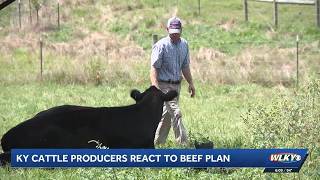 Kentucky cattle producers react to President Trumps beef plan