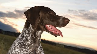 How to Maximize the Lifespan of Your German Wirehaired Pointer