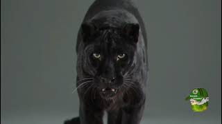 Black Panther - İbrahima Balde Gi̇resunspor