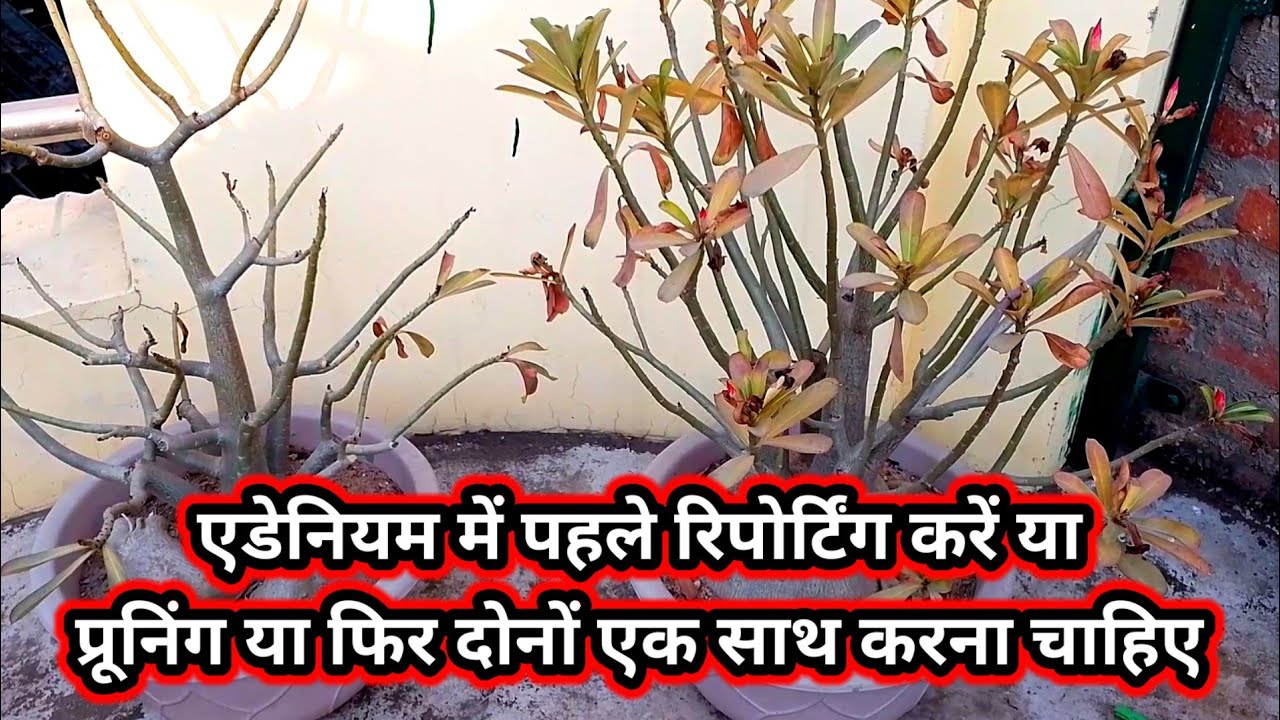 Что лучше делать при обрезке адениума: сначала подрезать корневую систему, потом обрезку, или и т...