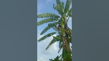 Nhìn bắp hoa chuối ngon quá anh em