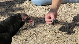 New Turkey Vulture