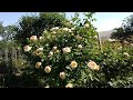 Роза  шраб  Алхимист  - старинная роза Кордес.