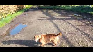Recall Training made Easy and Fun. Spaniels TiaBella