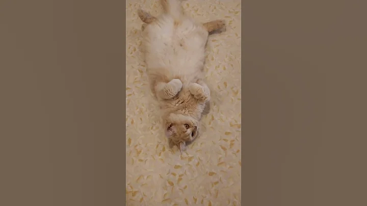 Video 10963981: funny cat sleeping, best funny cat