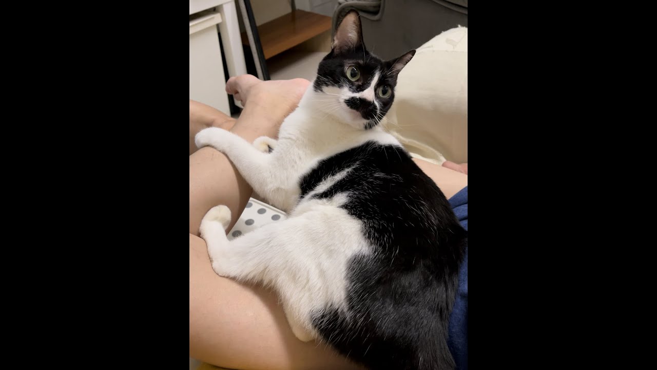 My cat loves my feet ♥️♥️ YouTube