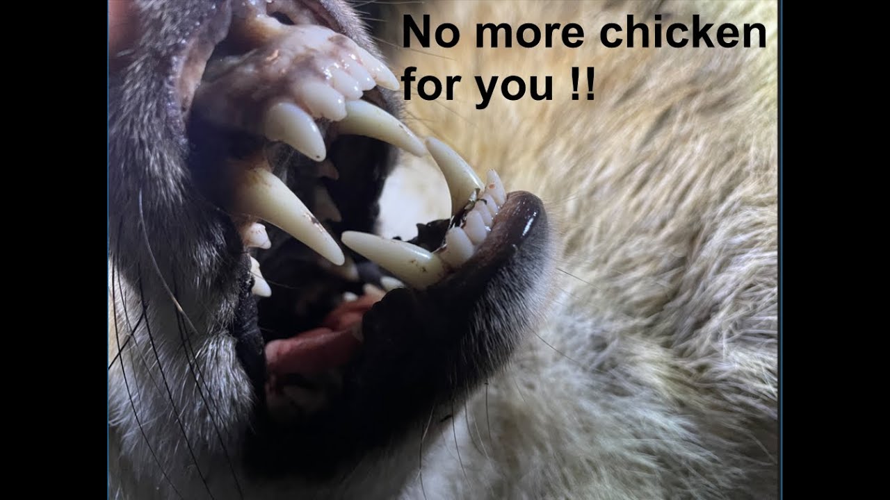 Mid January Michigan Coyote Hunting Set 2 ATN Thor 4 YouTube mid-january-michigan-coyote-hunting-set-2-atn-thor-4-youtube