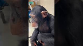 7 Year Old #Chimpanzee #Limbani Weigh In.