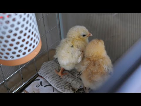 うちのひよこちゃんたち - YouTube