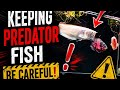 KEEPING PREDATOR FISH BE CAREFUL!
