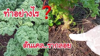 ทำอย่างไร❓️ ต้นเคล รากลอย การรดน้ำใส่ปุ๋ยเคลในฤดูแล้ง เพื่อให้ใบเคลงาม ก้านแข็ง อายุยืน