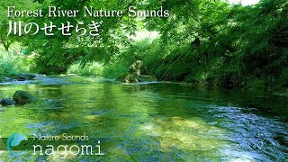 【ASMR自然音】川のせせらぎ Nature Sounds｜勉強・作業用BGM・睡眠用BGM｜環境音・川の音｜自然の音で快眠・リラックス