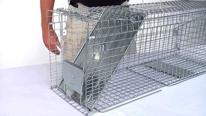 New Video: How to Set the Little Giant® Live Animal Traps - Miller  Manufacturing Company Blog