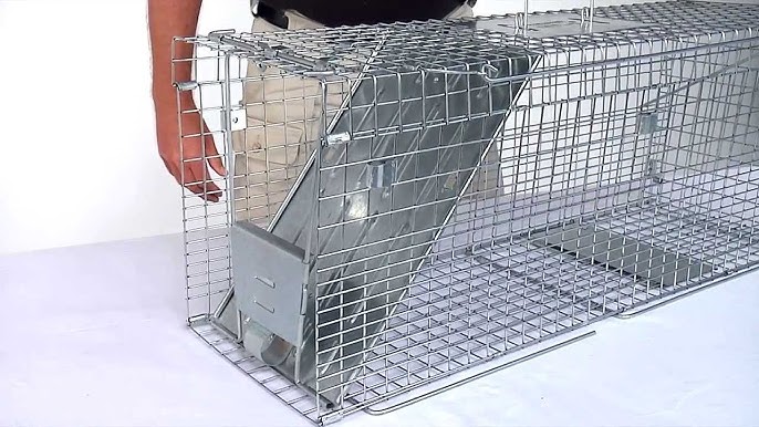 How to Set: Havahart® Medium 2-Door Trap Model #1030 for Mink, Large  Squirrels & Rabbits 