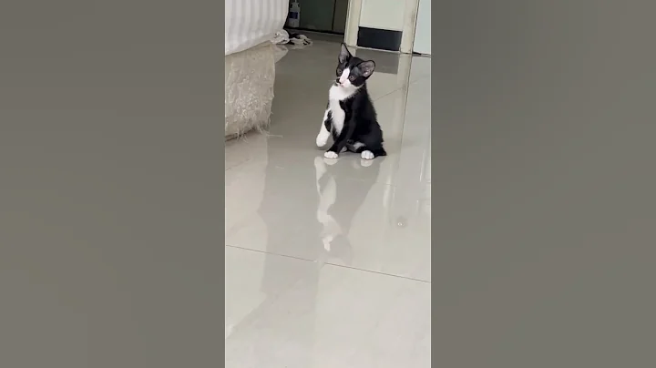 Video 5237731: cat sounds animals, enjoy best funny cats, cat funny love