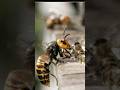 Bees Vs Giant Hornet 🐝 Bees Kill A Giant Hornet With Heat 🔥 #short #trending #shortsfeed #japanese