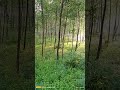 #fbreels #trendingreels #reels #viralvideo #Bangladesh #Gazipur #foruyou