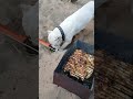 Собака нашла шашлык