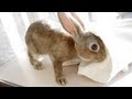 タオル大好きピーターラビット　Peter Rabbit which likes a towel