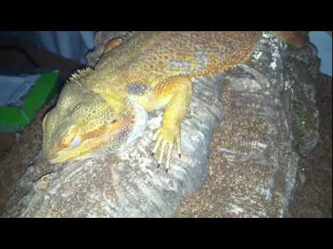 bearded-dragon-sleeping-(snoozing)