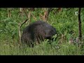 Les montagnes du loup   documentaire  carpates