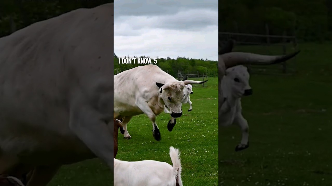 Watch out for these jumping cattle!