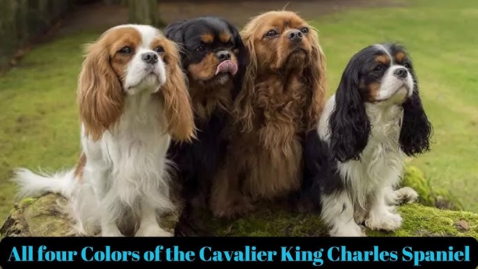Cavalier Colors: The Ruby 