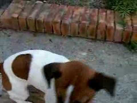 Jack Russell Terrier: Patty addestramento