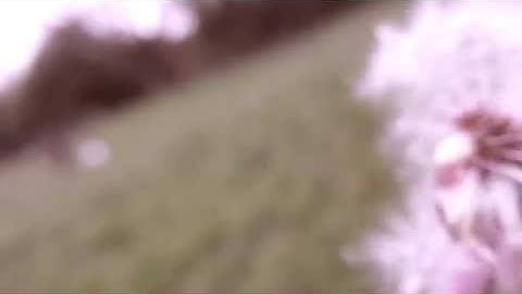 Dandelion - EP Release