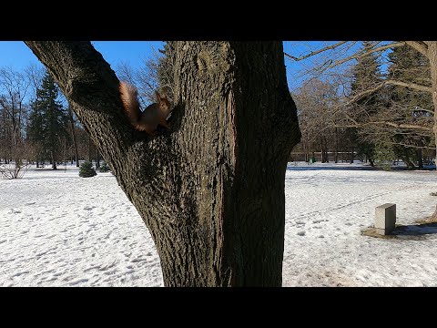 Приморский Парк Победы.