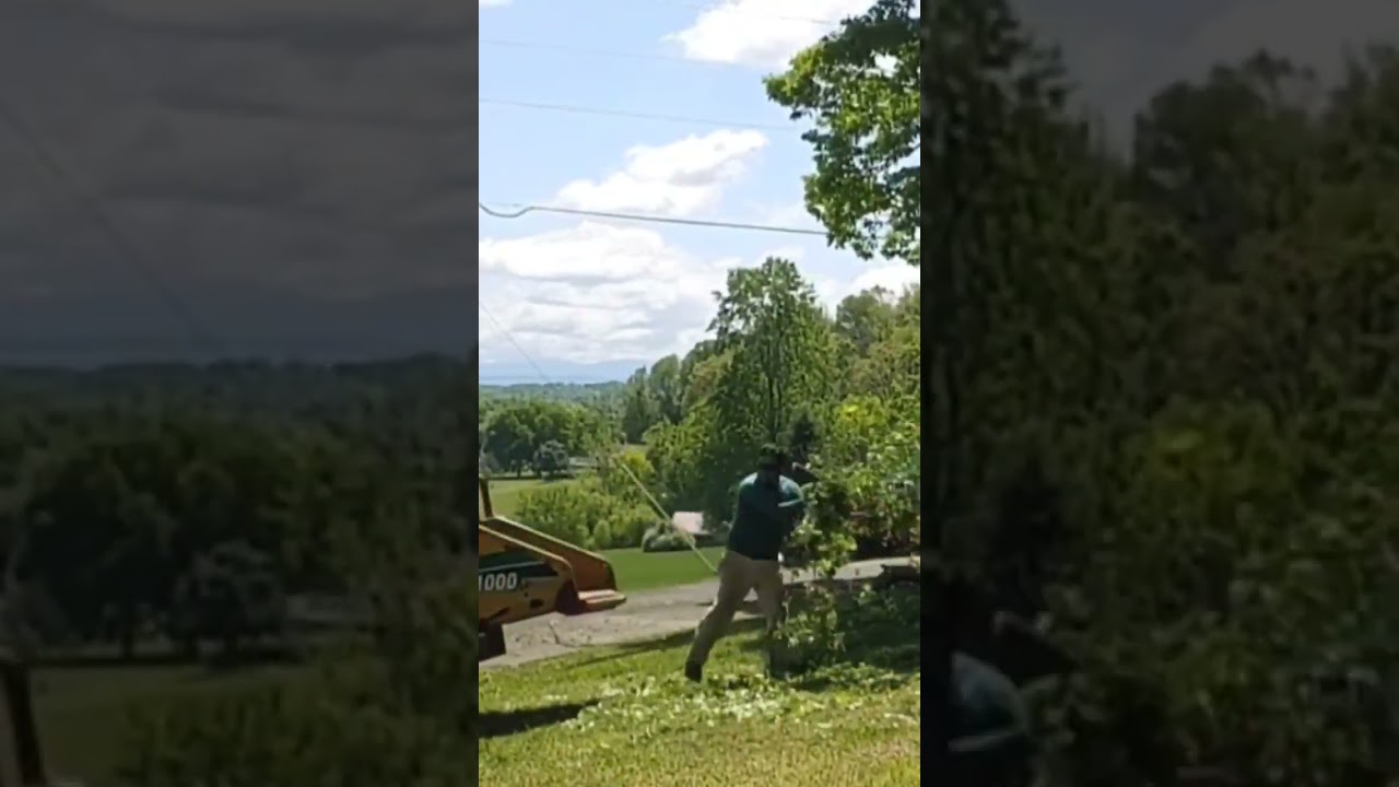 cutting and chipping trees