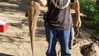 Upper Salt River fishing for catfish 2019 (non stop catfish action)