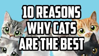 10 REASONS TO CHOOSE CAT AS A PET/10 REASONS WHY CATS ARE THE BEST | NIRU'S PET ZONE by Niru's Petzone 180 views 3 years ago 2 minutes, 29 seconds