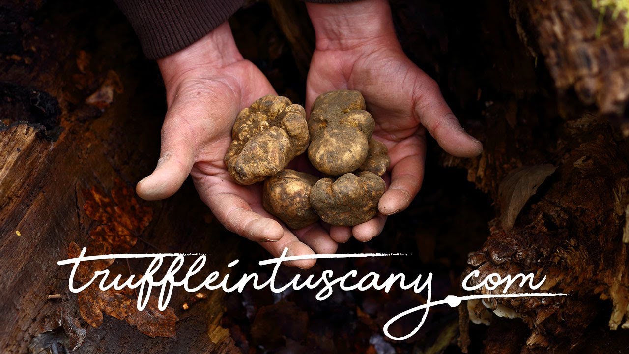 Foraging for White Truffle of San Miniato, Tuscany