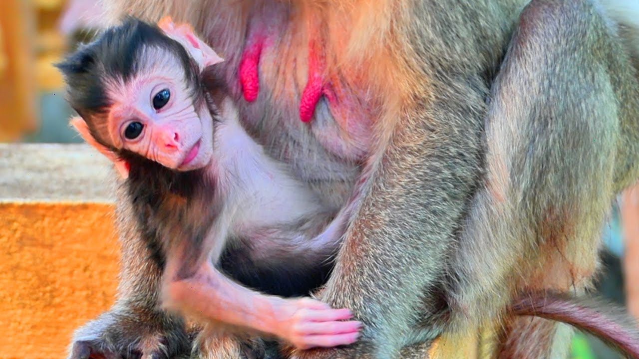 Wow ! Beautiful newborn monkey has full health - when he is get take ...