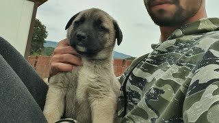 Dayi Yavrulari Çok Hasta 2Si̇ Ölebi̇li̇r - Çok Üzgünüm Köpekler Gece Yabani̇ Hayvan Boğmuş