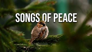 Nature's Alarm Clock 🌅 Soft Birds Chirping for a Peaceful Morning and calm your soul