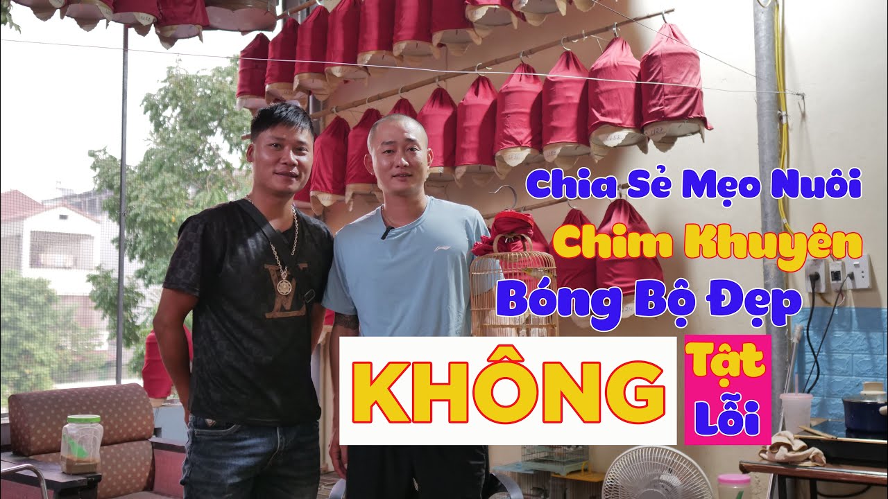 Chia sẻ mẹo nuôi chim khuyên bóng bộ đẹp, không tật lỗi.