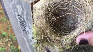 Wild Chicken Eggs, Birds Nest, & Dessert For My Ohana