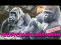 Momoko's Reunion: Peaceful Snack Time #1/4 UENO ZOO Gorilla 上野動物園ゴリラモモコ群れ復帰（0129）