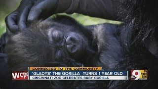 Special birthday at Cincinnati Zoo